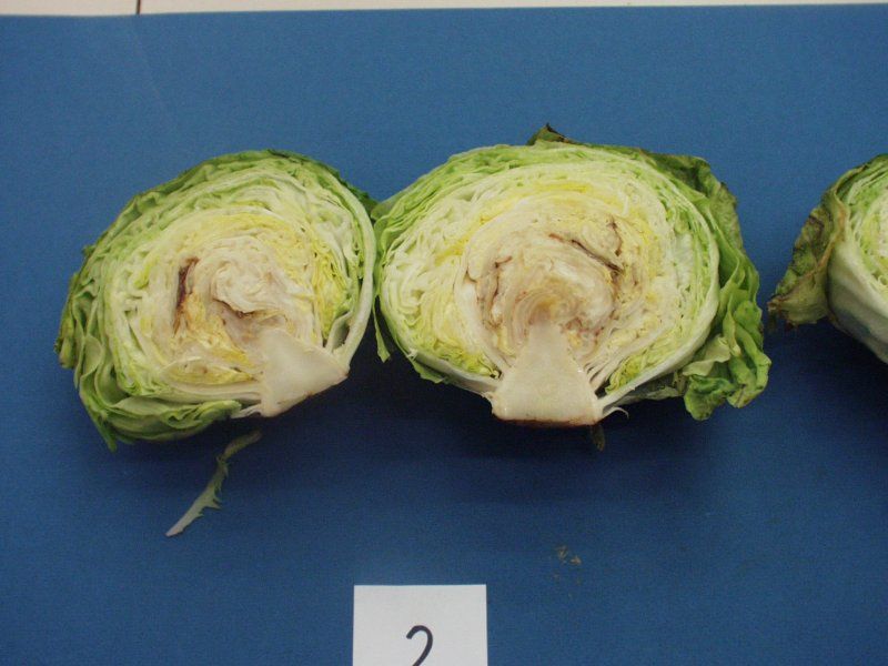 Lettuce quality